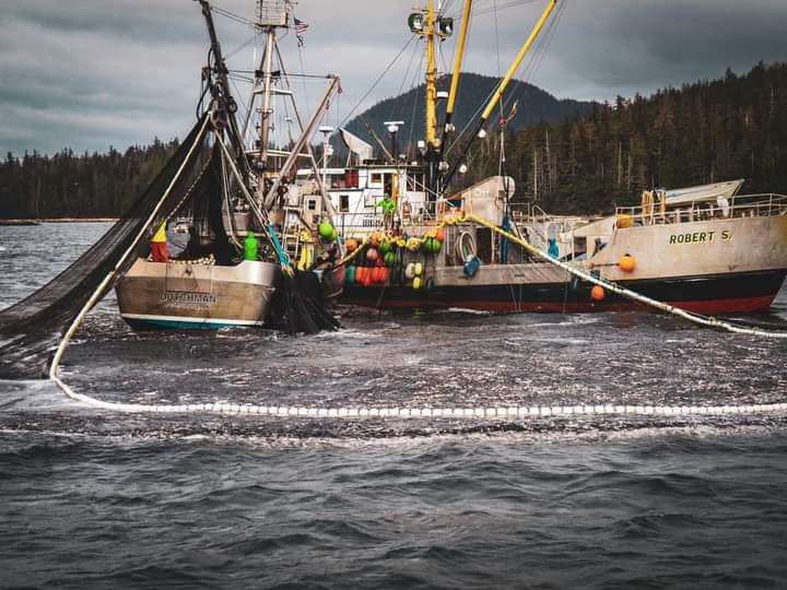 Thousands of stranded herring expected to be left in the water during Kodiak’s sac roe fishery, fishers call for change